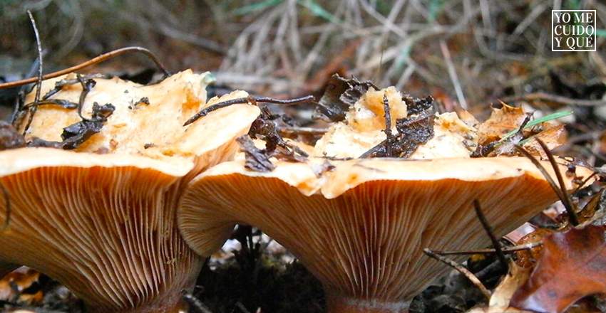 Imagen de setas, concretamente de níscalos (Lactarius deliciosus)