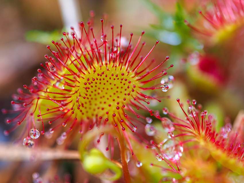 Drosera