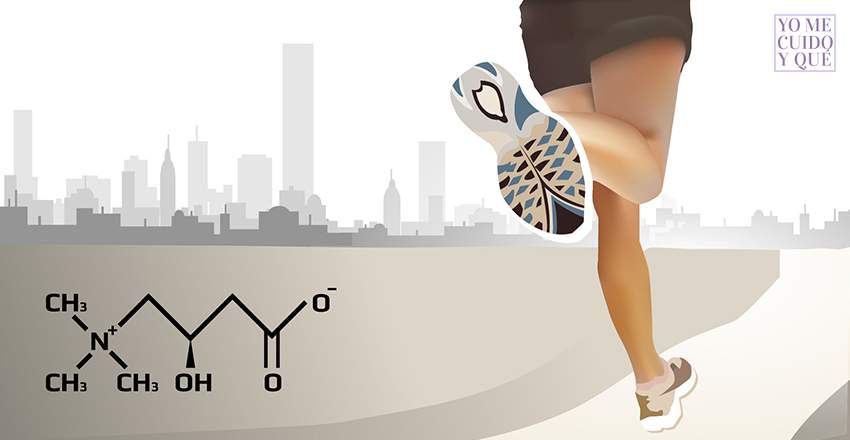 Ayuda la L-CARNITINA a mejorar la capacidad de trabajo muscular?